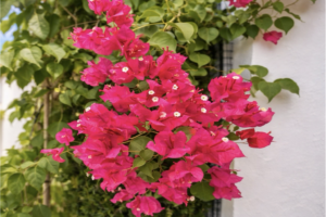 garden with ornamental plants 1