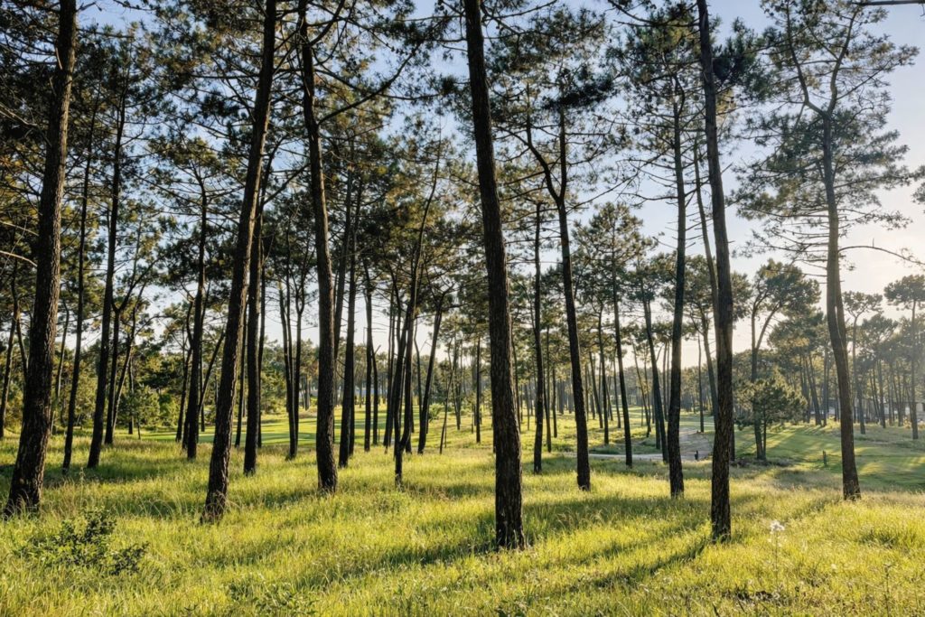 Pine forest and golf course