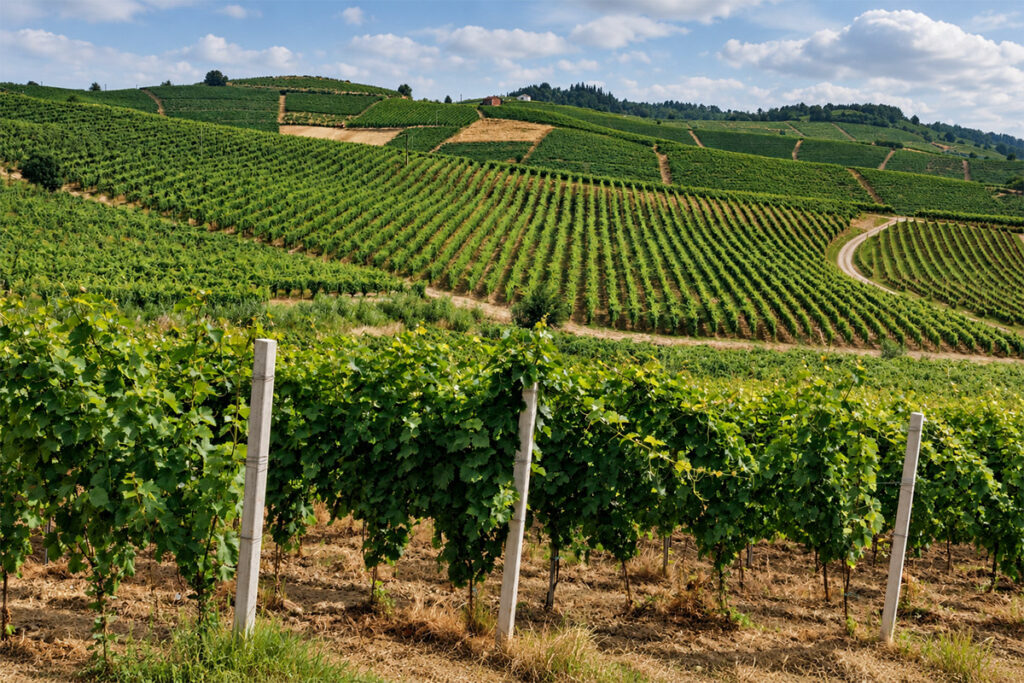 Rows of vines on the hills around Azeitão, where Moscatel de Setúbal is made