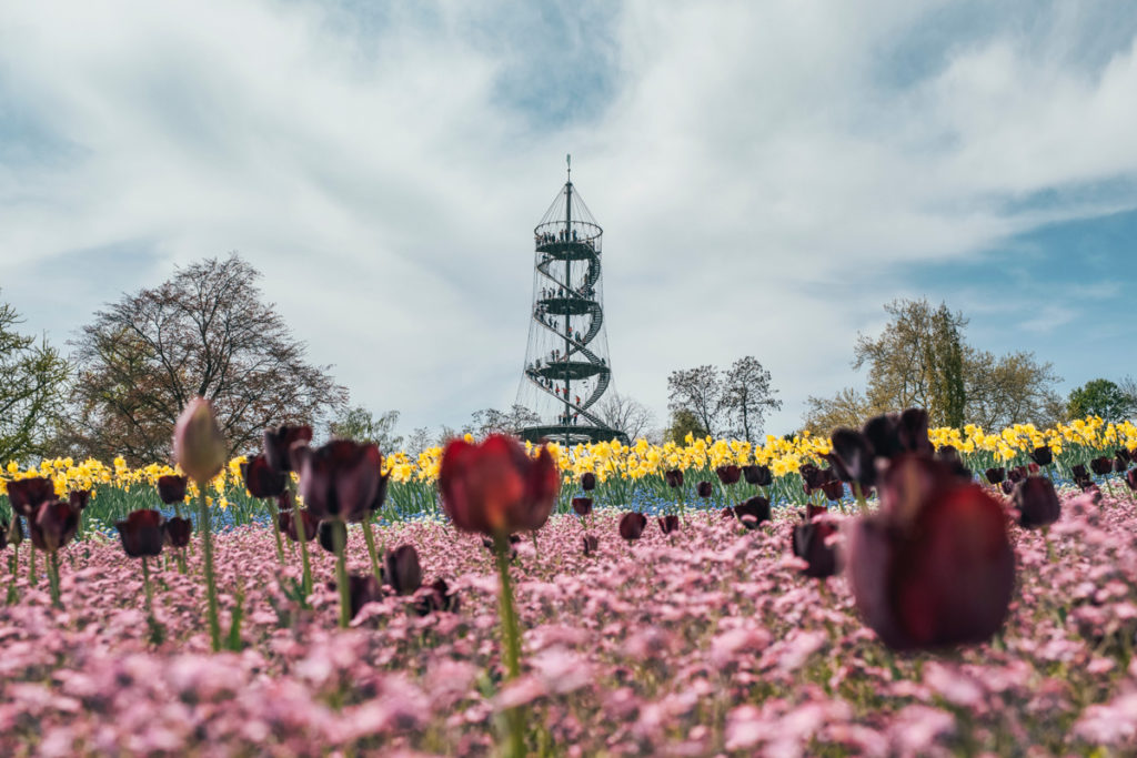 The Killesbergturm above the spring tulip beds in the Höhenpark