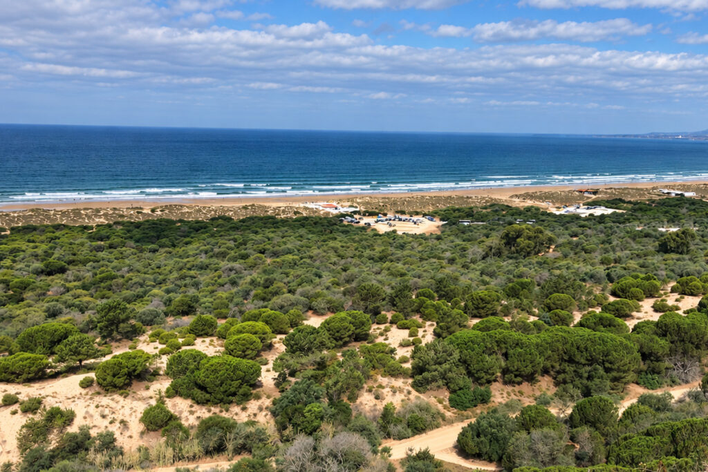 The view from the Arriba Fóssil over the Mata Nacional dos Medos pine forest to the beach