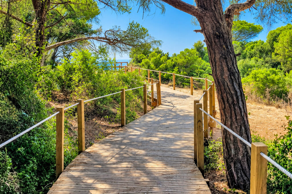 A shaded boardwalk trail through the umbrella pines of the Mata Nacional dos Medos