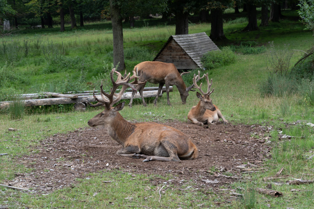 Rotwild im Gehege des Rotwildparks nahe dem Bärenschlössle