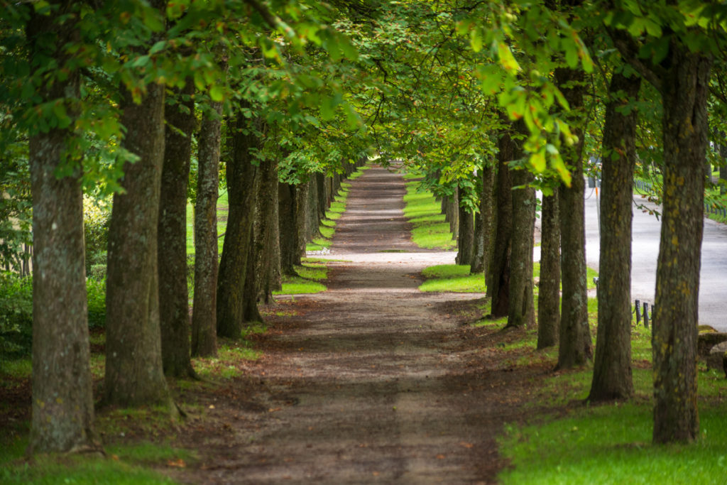 A tree-lined path through the woods near Schloss Solitude