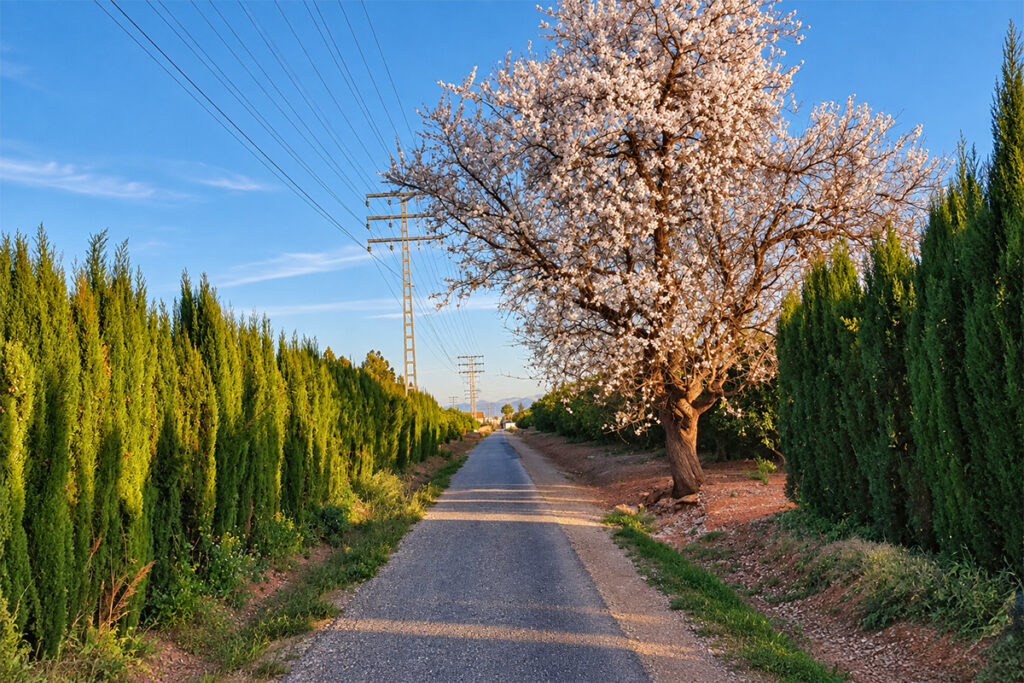 An almond tree in bloom beside the Vía Verde de Dénia