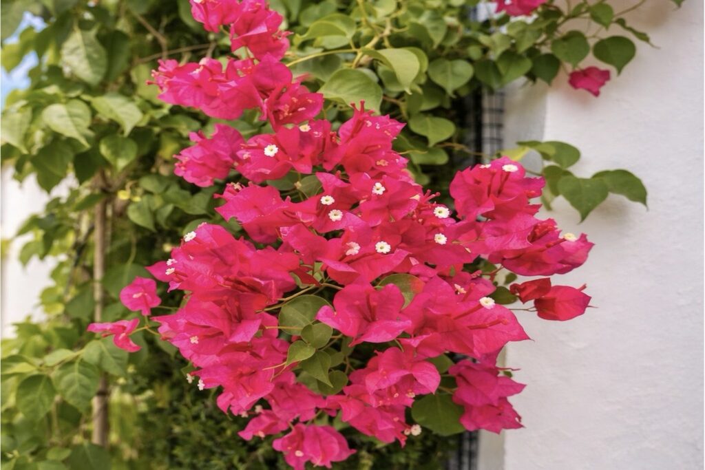 Bougainvillea in the garden